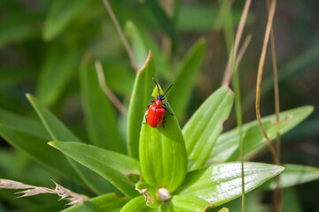 Macro of a bright red lily leaf beetle (Lilioceris lilii) resting on a green leaf © Rail P