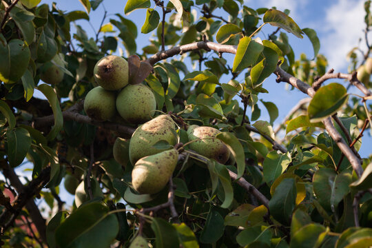 Fresh ripe pears hanging on tree branch with green leaves in orchard under sunny sky