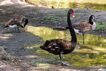 A black swan, Cygnus atratus, with vibrant red eyes and red bill stands alongside two Canada geese near a lake in Sumter, South Carolina. © Kirk Fisher