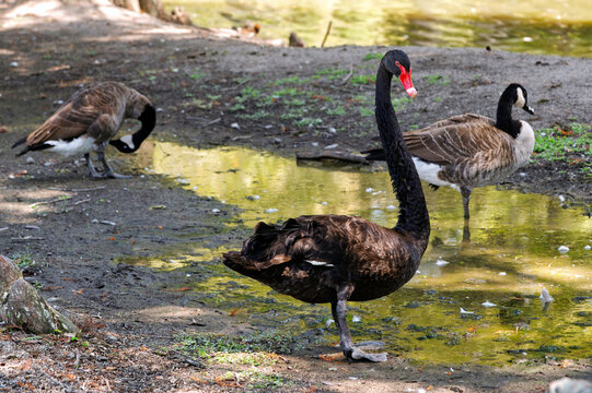 A black swan, Cygnus atratus, with vibrant red eyes and red bill stands alongside two Canada geese near a lake in Sumter, South Carolina.