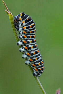 Old World Swallowtail Caterpillar Papilio machaon larva crawling on green stem in natural outdoor wildlife environment background
