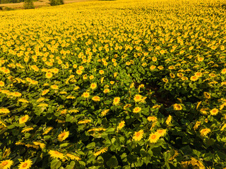Fototapeta premium Sunflower Fields and Farm Countryside in the morning light. 