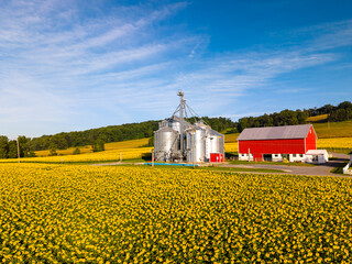 Aerial View of Sunflower Fields and Farm Silos in Rural Countryside © Will