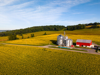 Aerial View of Sunflower Fields and Farm Silos in Rural Countryside © Will