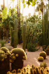Lush Succulent Garden With Tall Columnar Cacti © francescosgura