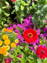 Vibrant Mixed Flower Garden with Zinnias and Marigolds © Jean