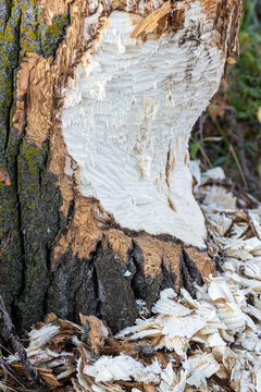 Close-up of tree trunk gnawed by beaver with wood chips scattered around