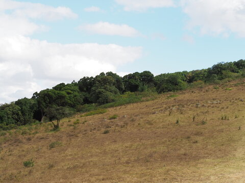 Grassy Hillside Slope and Forest Trees in Ngong Hills Kenya
