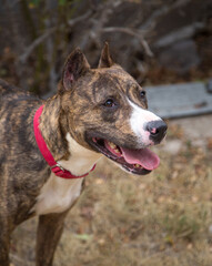 Profile portrait outside of a brindle pitbull © feeferlump