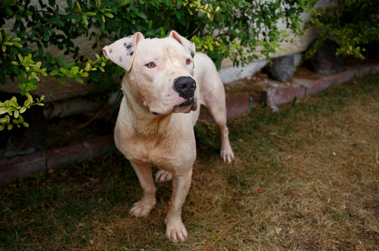 A dirty and wet white pitbull posing for a portrait