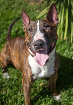Top view portrait of a happy bull terrier