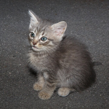 Small gray and white kitten on a gray rug