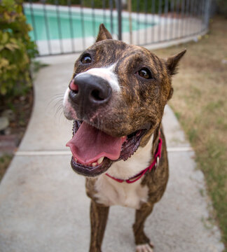 Close up image of a brindle pitbull outside