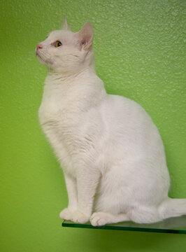 White cat sitting on a shelf