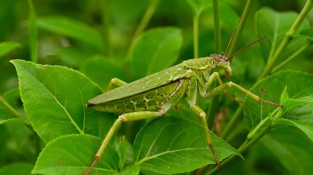 A vibrant green grasshopper rests on a leafy green branch, its intricate body and long antennae clearly visible in this detailed macro shot.