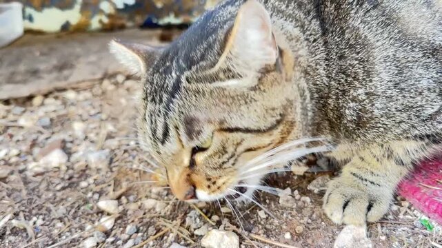 Close up of striped tabby cat chewing and eating food off gravel ground outdoors.