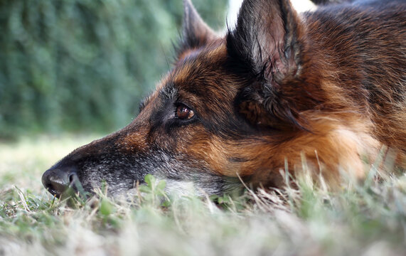 Un beau berger allemand se repose