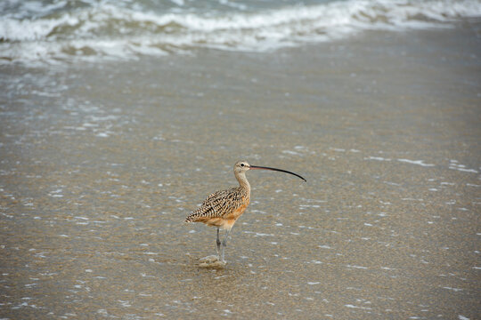 long bill curlew