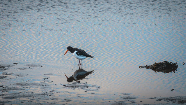 Eurasian Oystercatcher Standing on Wet Shoreline at Kielder Reservoir in Northumberland, Wildlife Behaviour Series