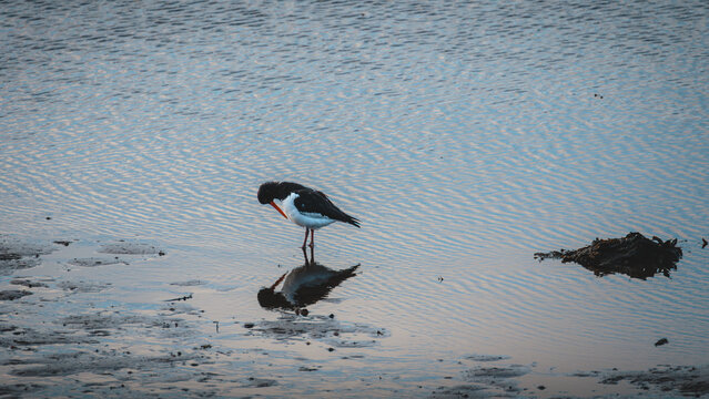 Eurasian Oystercatcher Standing on Wet Shoreline at Kielder Reservoir in Northumberland, Wildlife Behaviour Series