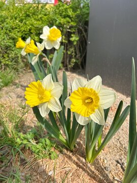 daffodils in spring