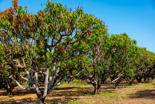 Mango Orchard in Northern Territory - Australia