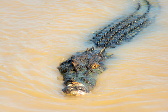 Saltwater Crocodile in Adelaide River - Northern Territory