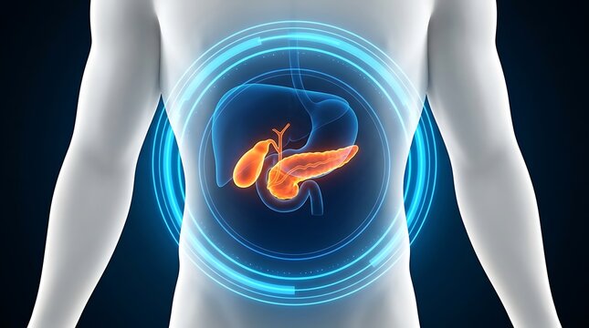 Pancreas and gallbladder in human abdomen with digital scan