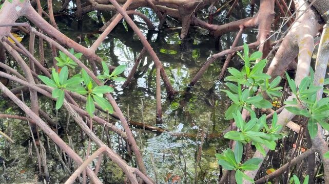 Rippled reflections of bayou shallows where red mangrove (binomial name: Rhizophora mangle) grows in abundance, with prop roots, branches, and green leaves, on an August morning in Sarasota, Florida