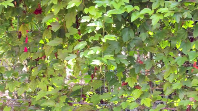Pan right along a wire mesh fence covered with lush green foliage (unidentified species) in a subtropical garden on a sunny day. Motifs of reduced visibility, mazelike abundance, looking for an exit.