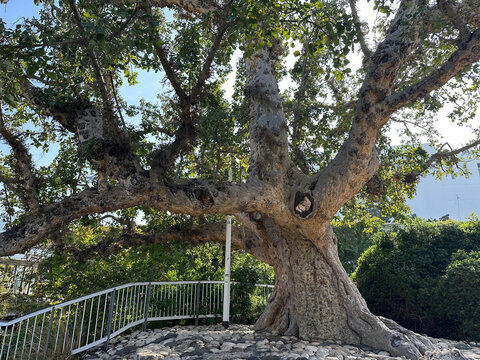 Old sycamore tree in Jacob garden in Tel-Aviv