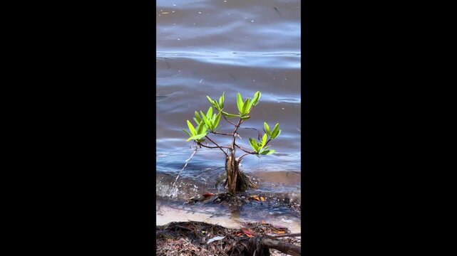 Young red mangrove plant (binomial name: Rhizophora mangle) standing on prop roots in a swash zone at ebb tide along Sarasota Bay in southwest Florida. Motifs of beginnings and coastal ecology.