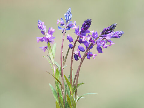 Tufted Milkwort plant with purple flowers ona field, Polygala comosa