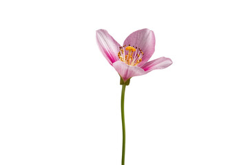 Obraz premium Pink cosmos flower on green stem