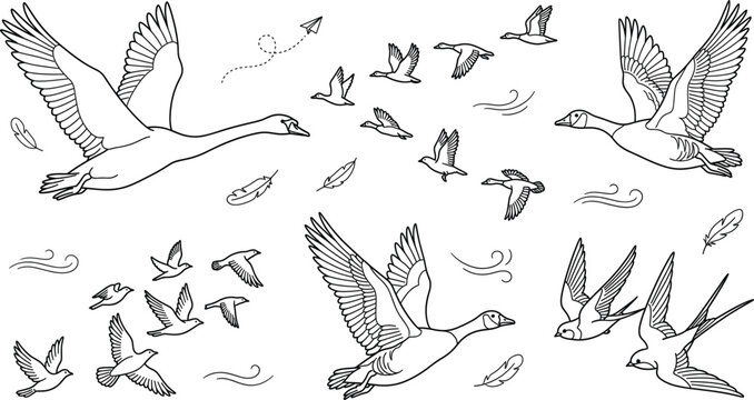 Flying birds vector icon set with goose swan duck and swallow flock migrating in sky line art style