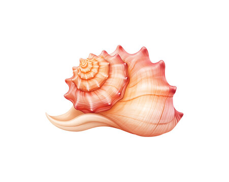 Pink conch shell with spiral ridges and smooth curves