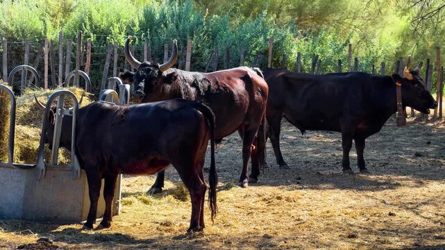 Black Camargue bulls in a pasture. Famous aboriginal breed of black beef bulls that lives semi-wild in marshy region of southern France, Camargue. High quality 4k footage