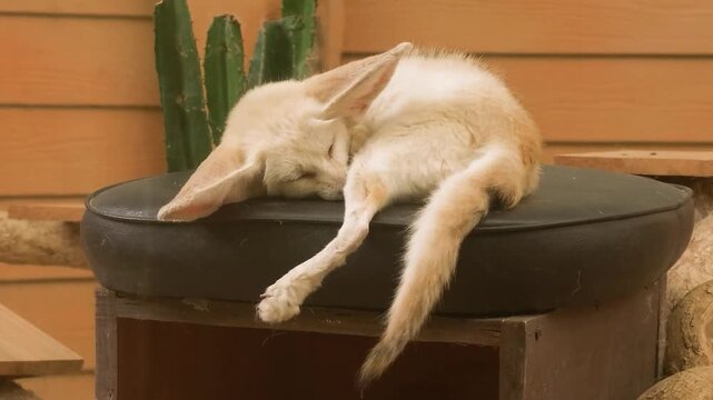 A cute fennec fox with oversized ears curls up and sleeps peacefully on a dark cushion.
