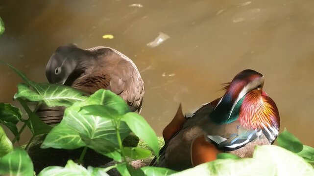 A colorful male mandarin duck and a brown female mandarin duck rest together on the mossy bank near the pond.