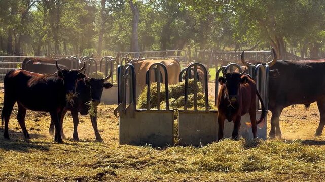 Black Camargue bulls in a pasture. Famous aboriginal breed of black beef bulls that lives semi-wild in marshy region of southern France, Camargue. High quality 4k footage
