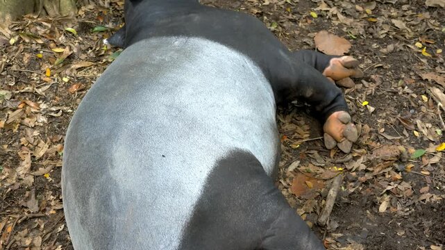 A distinctive Malayan tapir lies down calmly on the ground covered in dry leaves.