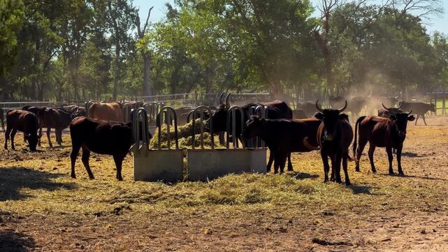Black Camargue bulls in a pasture. Famous aboriginal breed of black beef bulls that lives semi-wild in marshy region of southern France, Camargue. High quality 4k footage