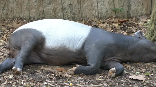 A distinctive Malayan tapir lies down calmly on the ground covered in dry leaves.