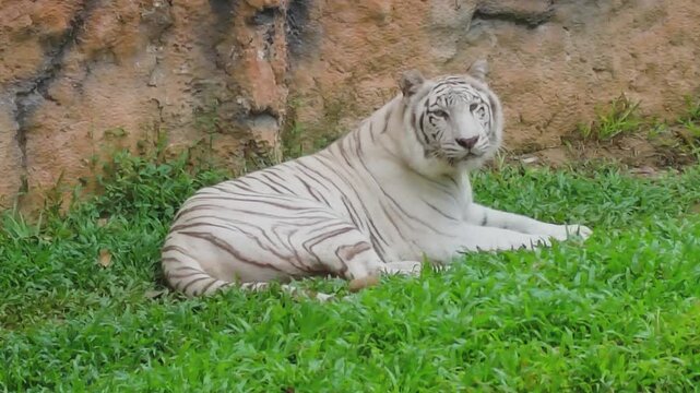 A majestic female white tiger lies calmly on lush green grass inside her zoo enclosure. 