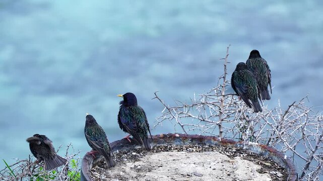 Common Starling Sturnus vulgaris flock gathering on a post at Penneshaw Jetty, Kangaroo Island.