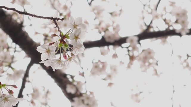 Cherry Blossoms and Buds on Tree Branch with Soft Blurred Background in High Key