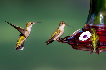 hummingbird at feeder © brm1949