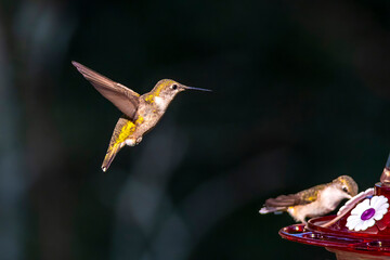 hummingbird in flight © brm1949