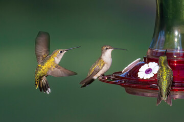 hummingbird in flight © brm1949