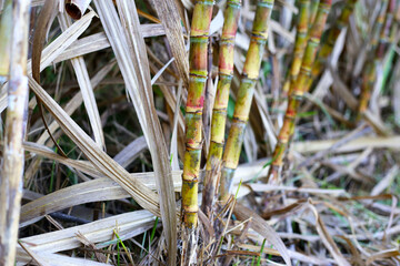 Obraz premium Sugarcane stalks growing in a plantation field.